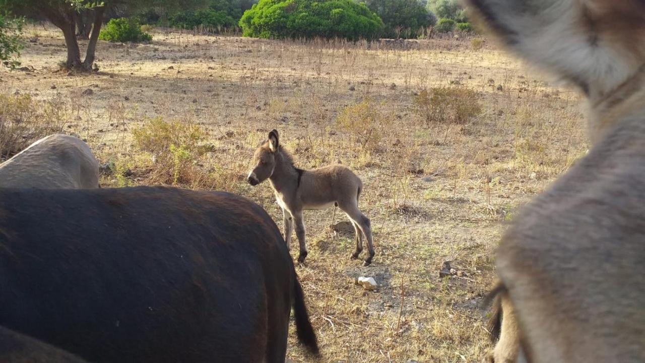 הוילה אורוסיי Vistamare מראה חיצוני תמונה