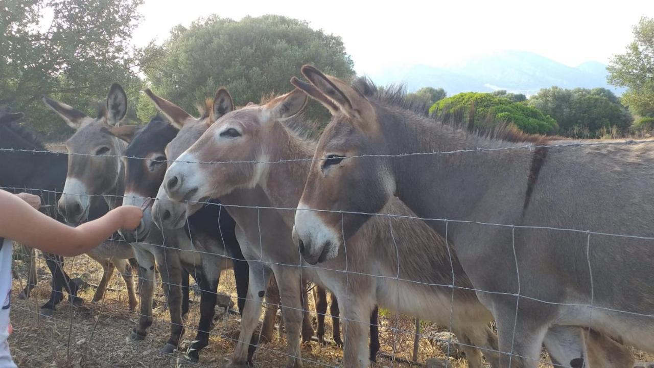 הוילה אורוסיי Vistamare מראה חיצוני תמונה