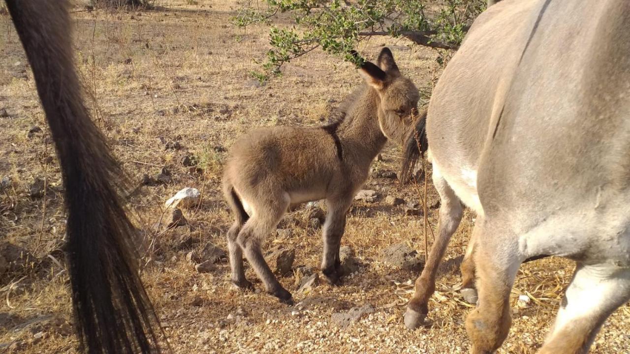 הוילה אורוסיי Vistamare מראה חיצוני תמונה