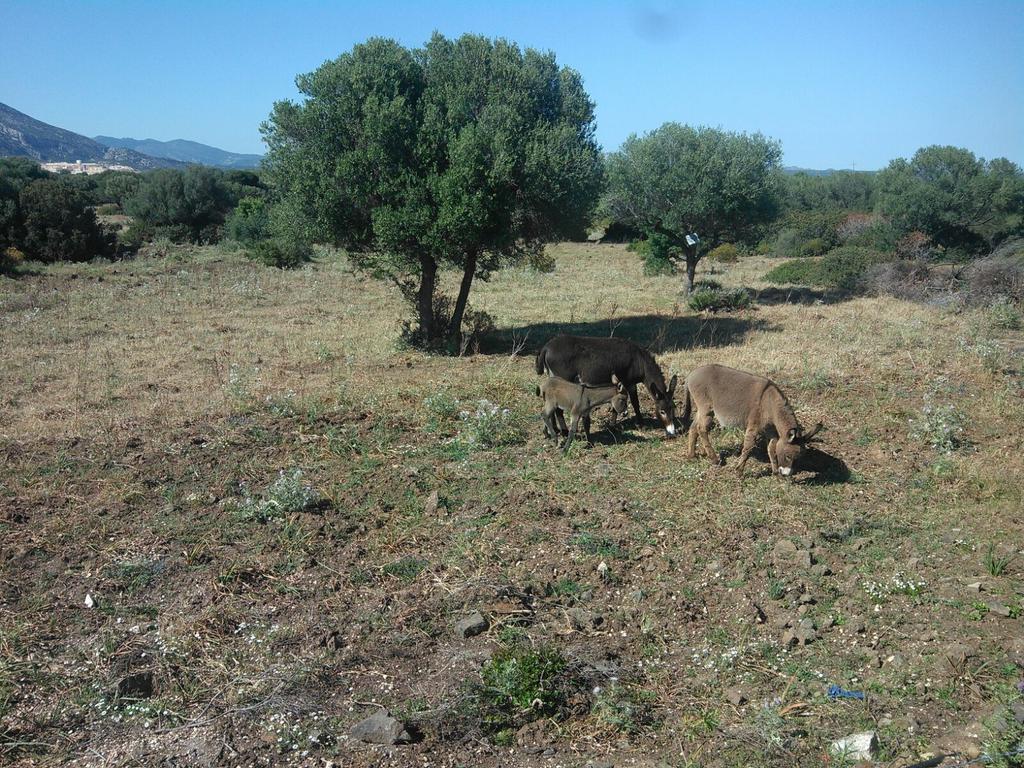הוילה אורוסיי Vistamare מראה חיצוני תמונה